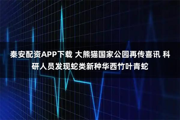 秦安配资APP下载 大熊猫国家公园再传喜讯 科研人员发现蛇类新种华西竹叶青蛇